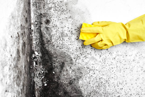Best Toxic Mold Removal  in Mcconnellsburg, PA