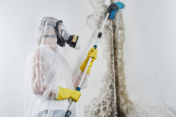 Best Mold Cleaning Services  in Mcconnellsburg, PA
