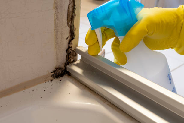 Office Mold Removal Services in Mcconnellsburg, PA
