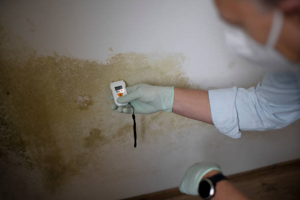 Best Black Mold Removal  in Mcconnellsburg, PA