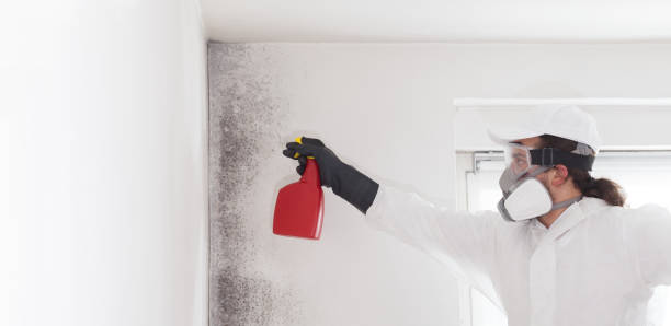 Trusted Mcconnellsburg, PA Mold Removal Experts