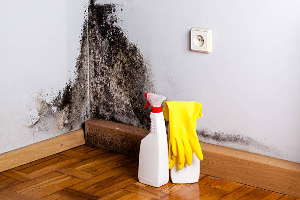 Best Attic Mold Removal  in Mcconnellsburg, PA